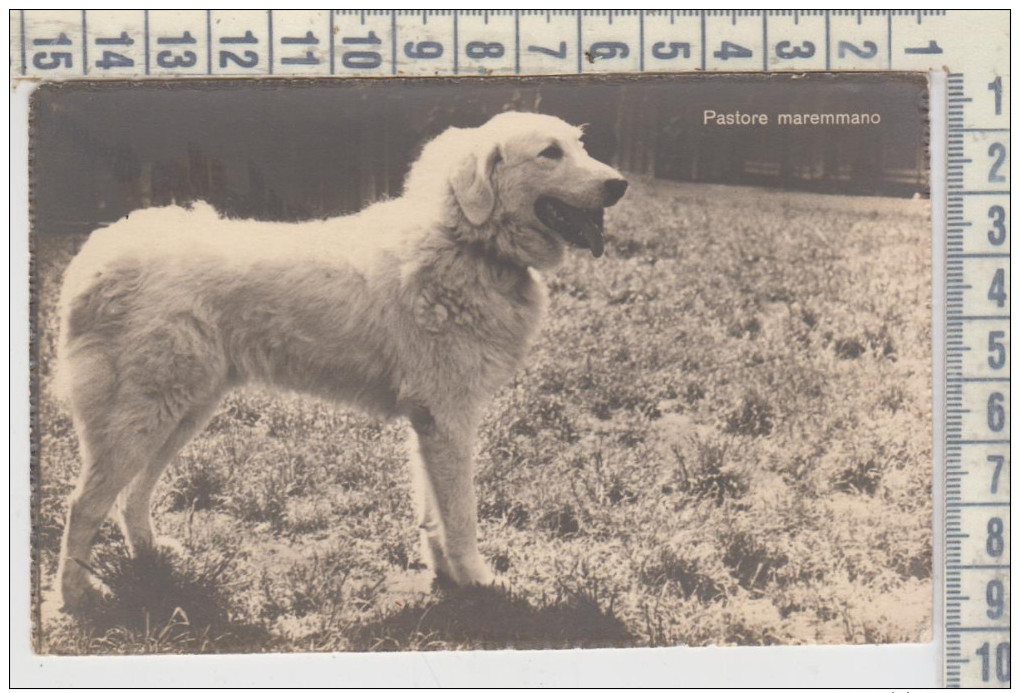 DOG, CHIEN, HUND, Maremma Sheepdog, Pastore Maremmano - Dogs