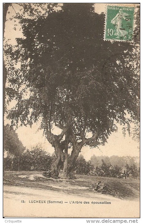 80600 LUCHEUX - L' ARBRE Des EPOUSAILLES Vers 1925 - Lucheux