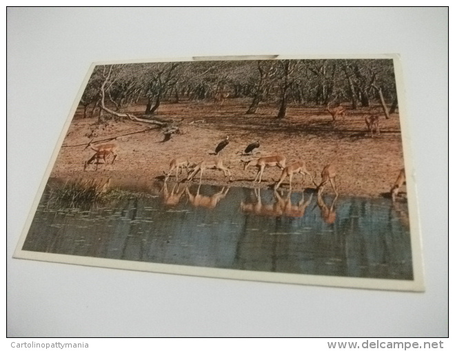 STORIA POSTALE FRANCOBOLLO COMMEMORATIVO   RHODESIA   IMPALA  MKUZI GAME RESERVE - Zimbabwe