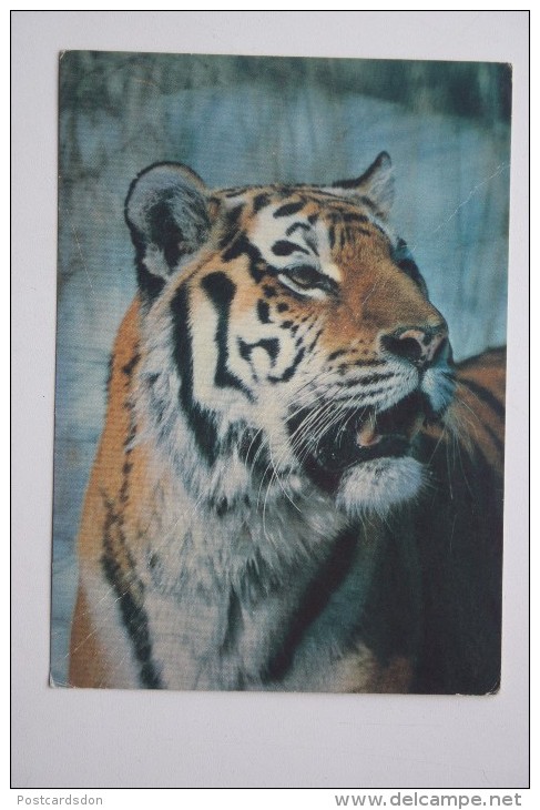 OLD USSR Postcard  - TIGER PHOTO By Nikolsky  - 1985 - Tigres