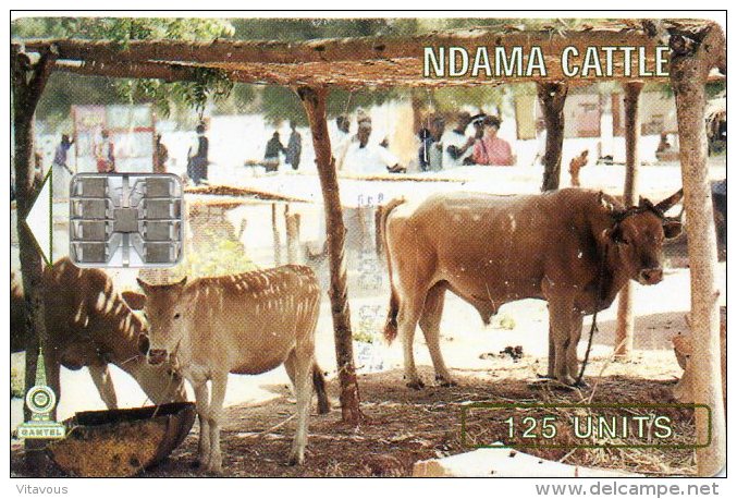 Vache Cow Télécarte GAMBIE Phonecard  Telefonkarten R134 - Gambia