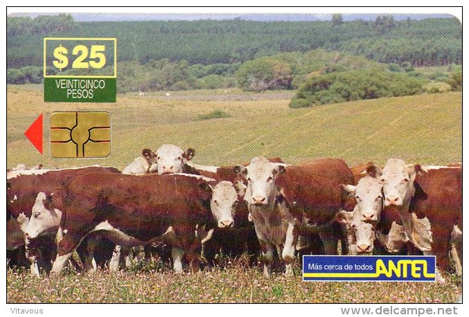 Vache Cow Télécarte Uruguay Phonecard  Telefonkarten R140 - Uruguay