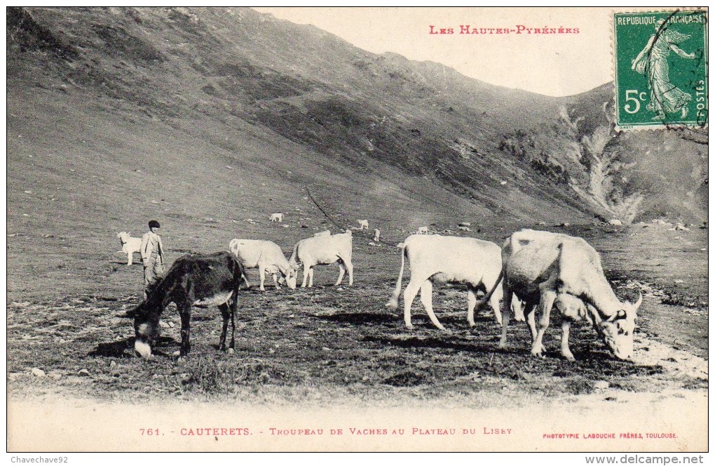 CPA    -      CAUTERETS     -    TROUPEAU DE VACHES AU PLATEAU DU LISEY - Cauterets