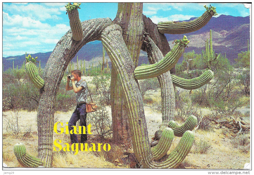 USA/America, Giant Saquaro Cactus, 1993 - Phoenix