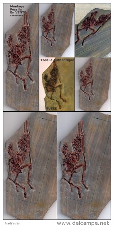 MOULAGE   FOSSILE :  Ptérosaure Arboricole   **Némicoloptérus Cripticus**   Crétacé   CHINE - Fossiles