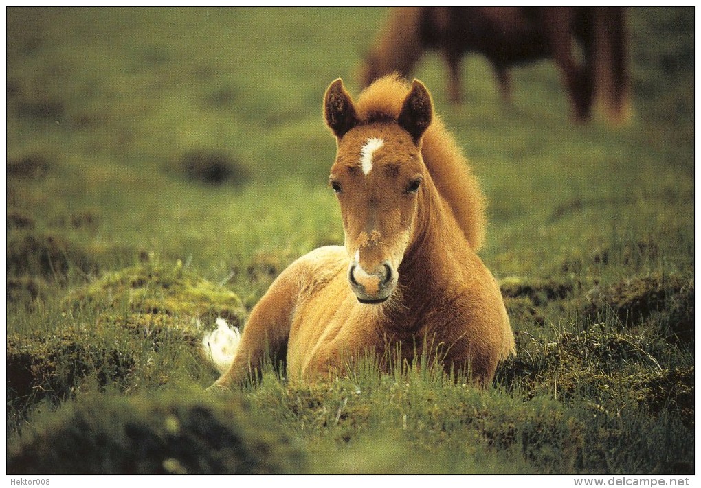 AK/ Foto Karte  Pony / Fohlen . ( D7 ) - Horses