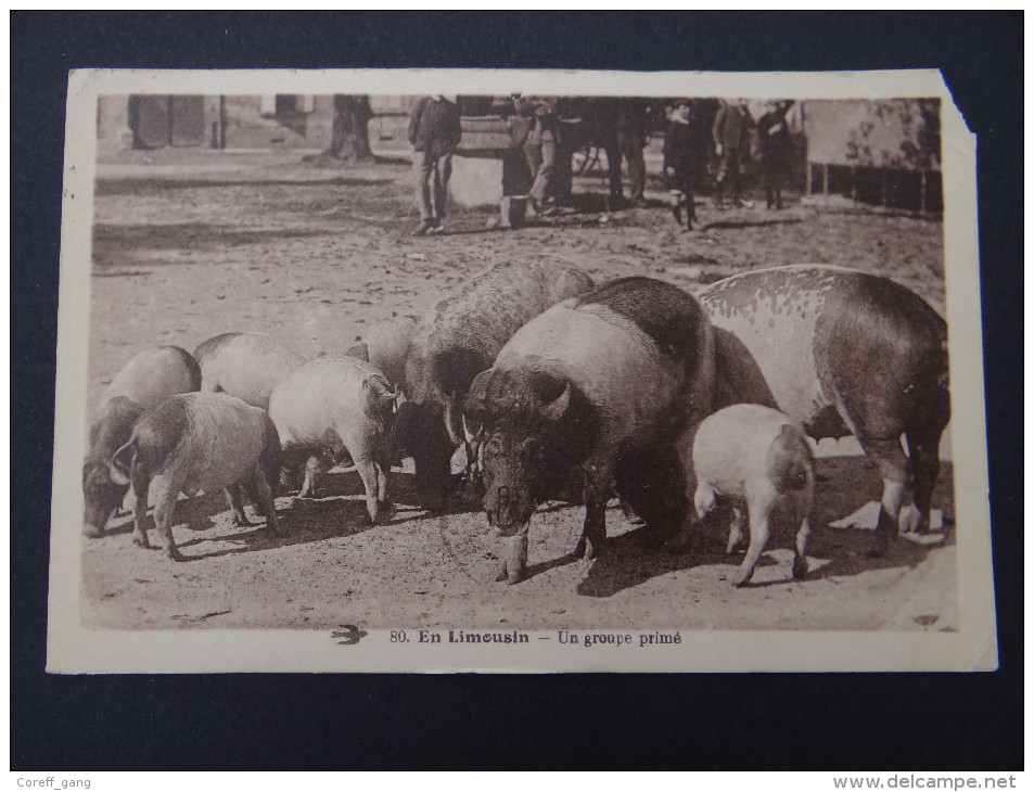 EN LIMOUSIN - Un Groupe Primé - Porc Cochon Comice Agricole - Limousin