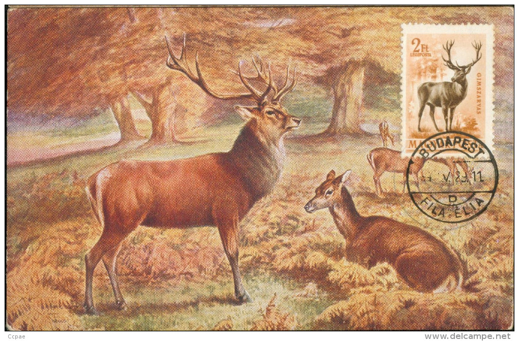 Carte Maximum -  Cerf Et Biche - Hongrie