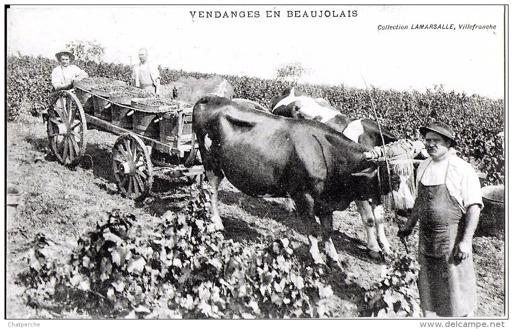 VENDANGES EN BEAUJOLAIS   CACHET TARARE AU VERSO  ATTELAGE VACHES DANS VIGNES EDIT. LAMARSALLE - Tarare