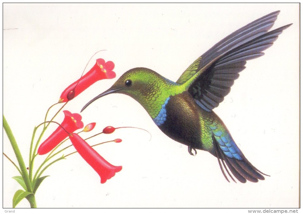 Colibris- Espèce En Danger-USA-Entier Postal***MNH - Segler & Kolibris