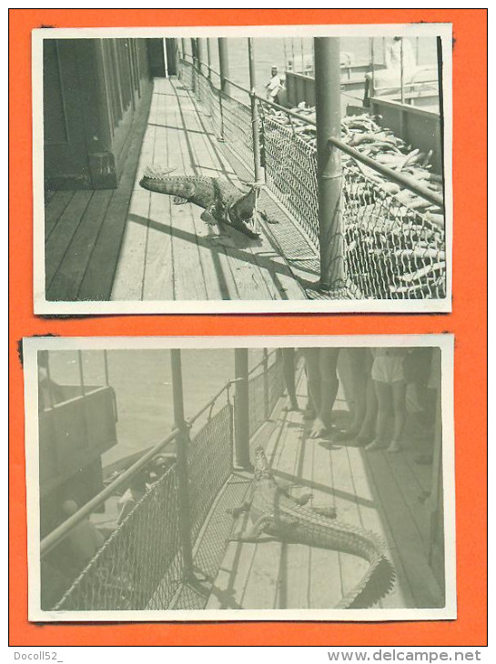 Lot De 2 Photographies D'afrique - Crocodile Capturé Sur Un Bateau - Voir Etat - Afrique