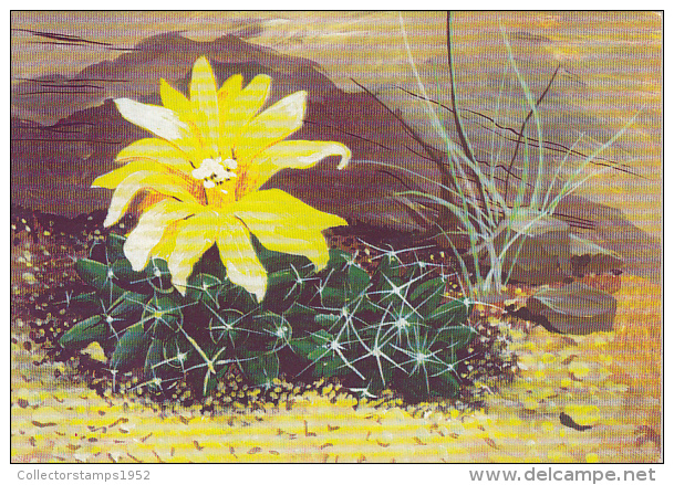 38715- CACTUSSES - Cactus