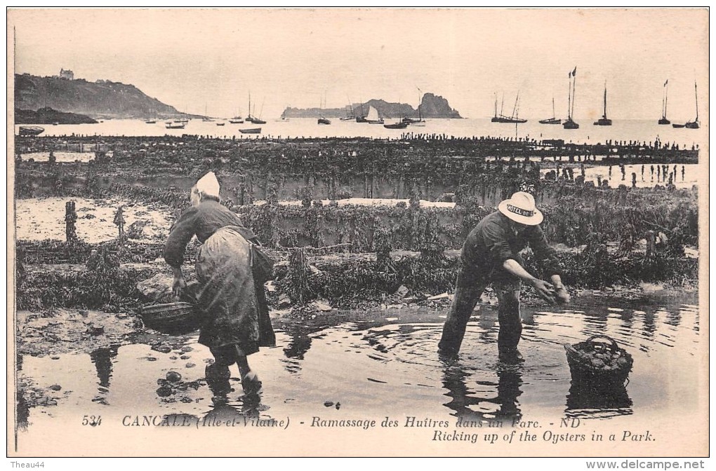 ¤¤  -   CANCALE  -  Ramassage Des Huitres Dans Un Parcs   -  Ostréïculture   -  ¤¤ - Cancale