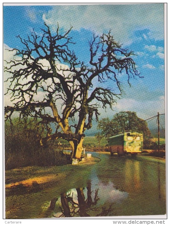 ISRAEL ,TERRE SAINTE POUR LES JUIFS,GALILLEE,PLUIE,BUS,ROUTE - Israel