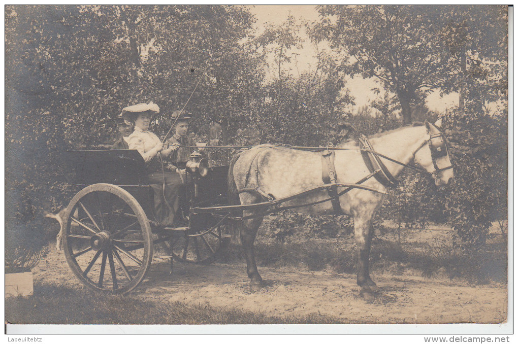 CARTE PHOTO - Attelages Femme Enfant Cheval  PRIX FIXE - Bonheiden