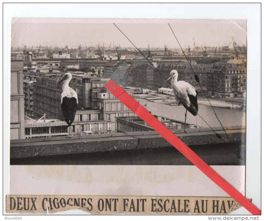 Photo - Deux Cigognes Ont Fait Escale Au Havre - 24x18cm - Lieux