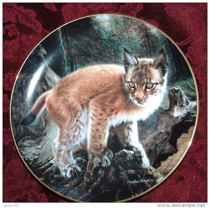 Baby Wild CAT "Exploring World" Hamilton Collectible PLATE By Charles Frace P39 - Otros & Sin Clasificación