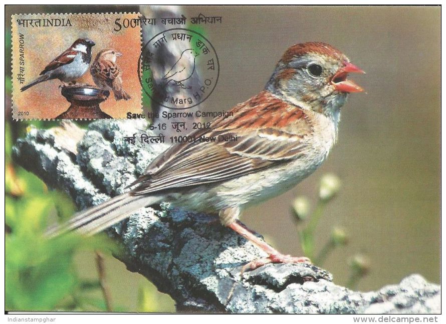 Maxim Card, Pictorial Cancellation On World Environment Day, Save The Sparrow Compaign, Bird, - Sparrows