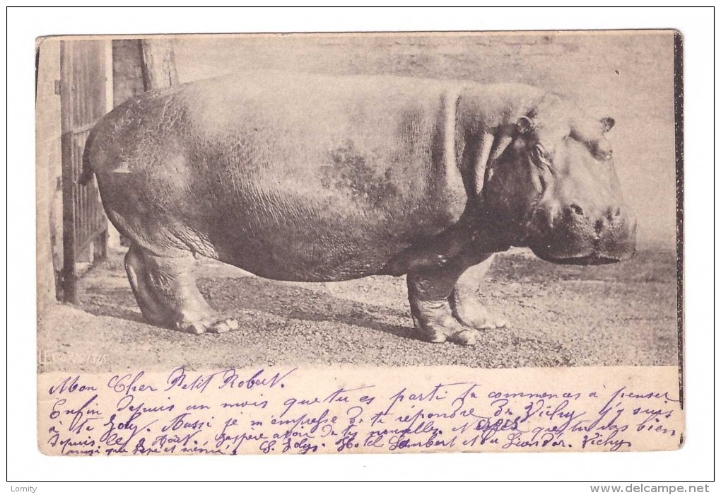 Hippopotame Carte Voyagée En 1905 - Hippopotames