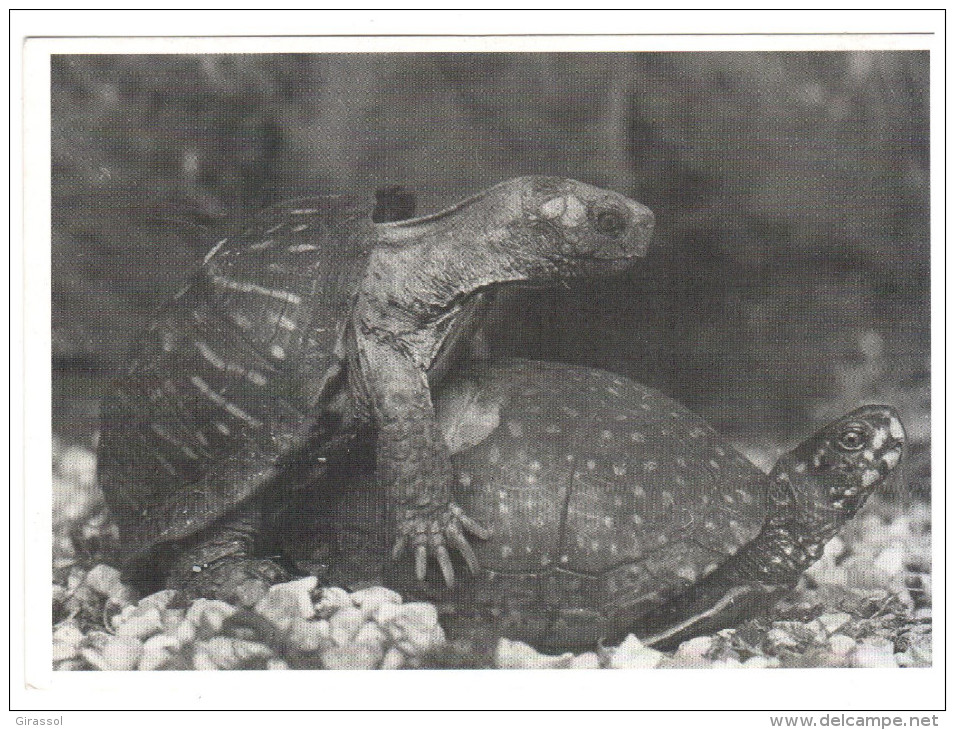 CPSM DEUX TORTUES SE GRIMPANT DESSUS PHOTO PARBST RAPHO 1988 - Schildpadden