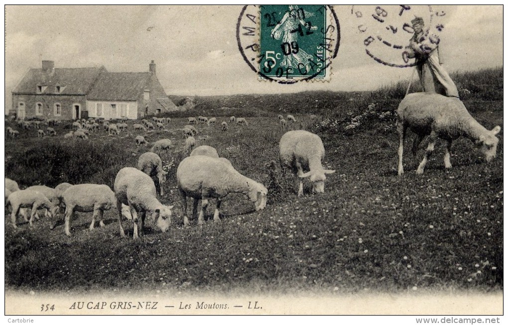62 - AUDINGHEN - Les Moutons AU CAP GRIS-NEZ - Très Animée - Autres & Non Classés