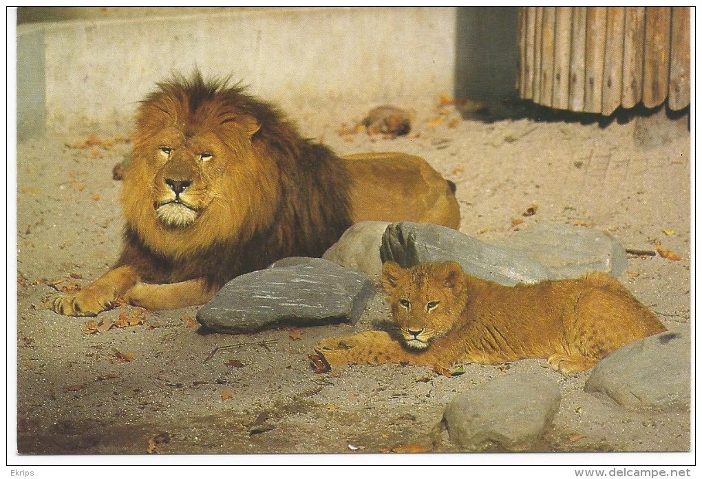 Lion Mr Et Mme - Lions