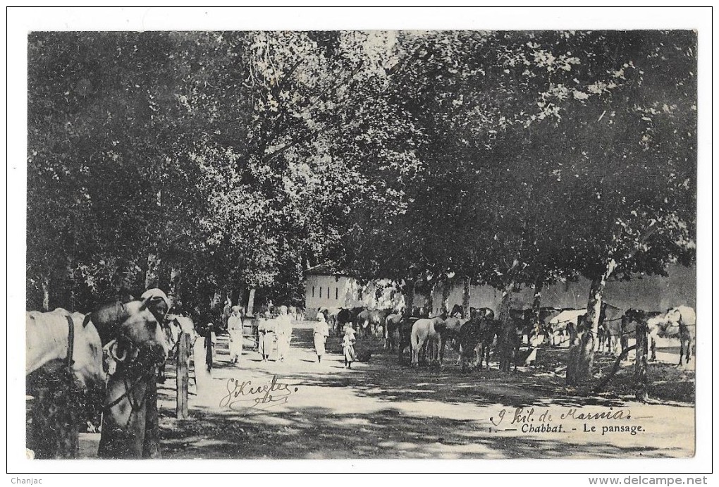 Cpa: ALGERIE - CHABBAT - Le Pansage (Chevaux) 1911 N° 1 - Autres & Non Classés