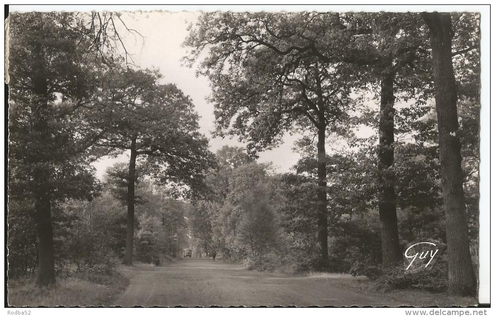 CPSM - Mainville - Forêt Du Sénart -Sous Bois - Autres & Non Classés