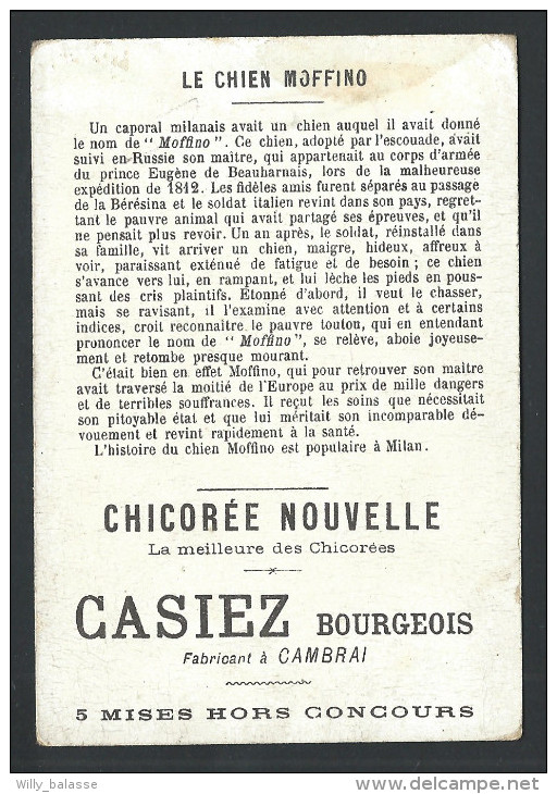 Ancien Chromo Publicitaire - CHICOREE CASIEZ - Cambrai - " Le Chien Moffino " - 15  // - Thé & Café