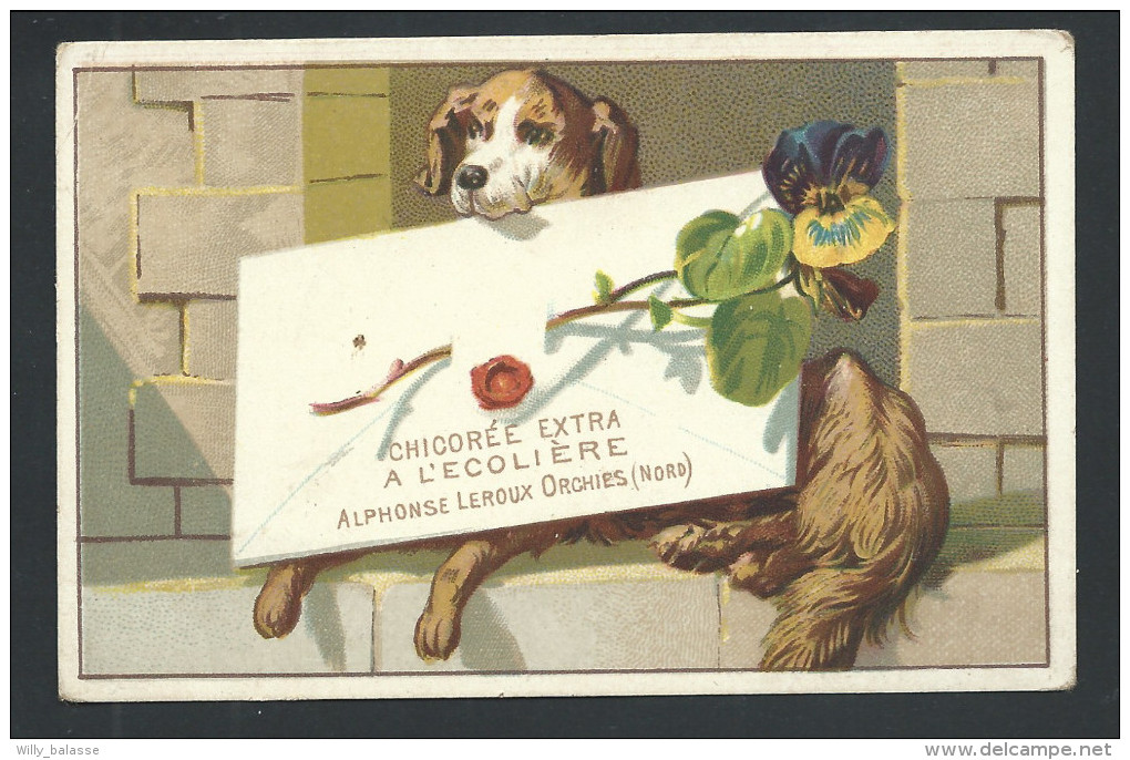 Ancien Chromo Publicitaire - CHICOREE A L'ECOLIERE - Orchies - Chien Dog - Fleur Pensée   // - Thé & Café