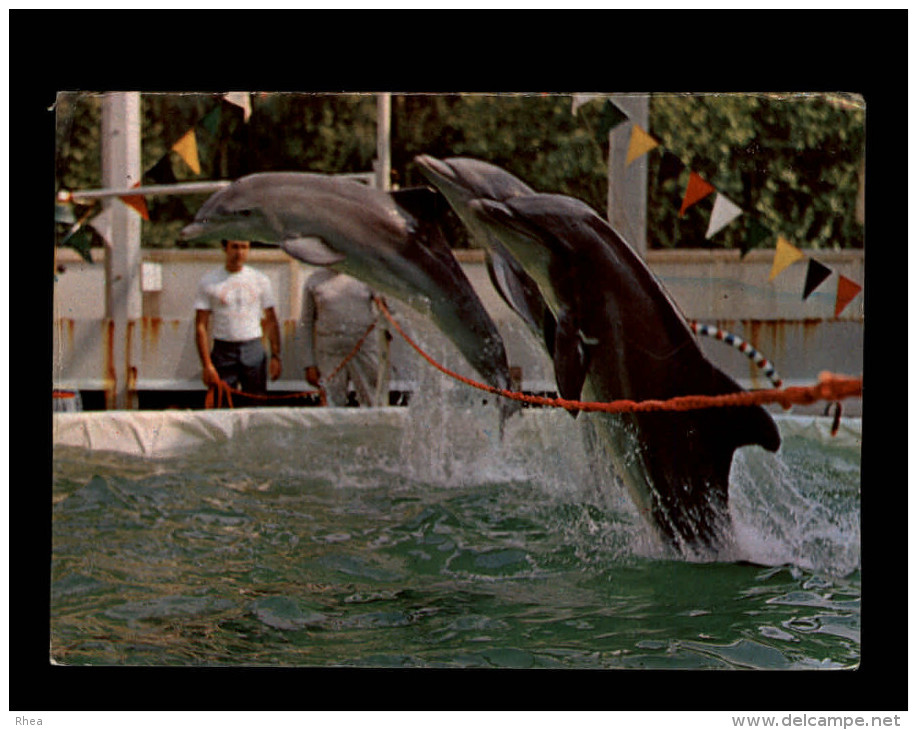 ANIMAUX - DAUPHINS - Jean Richard - Dauphins