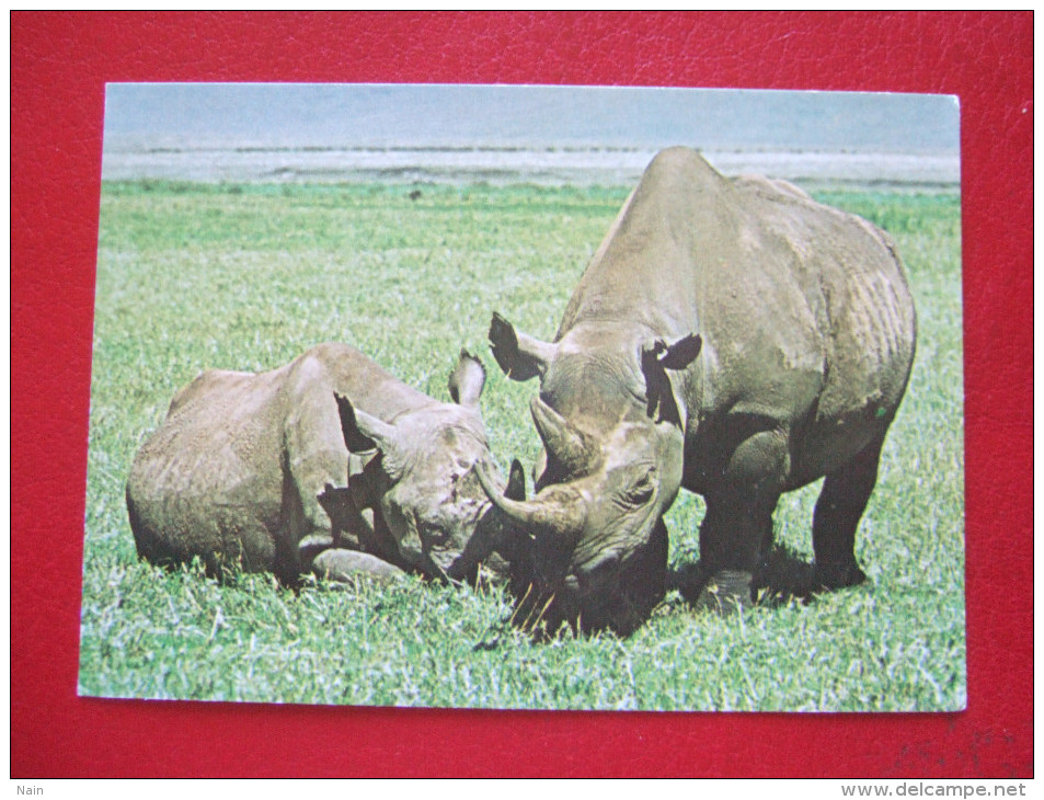 KENYA - WILDLIFE OF KENYA _  " RHINOCEROS " - Kenia