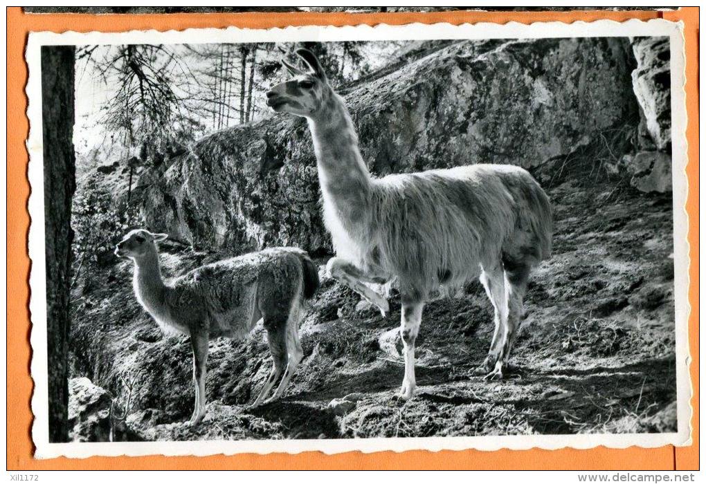 FAE-16  Parc Zoologique Des Marécottes, 1100m. Les Lamas. Circulé - Autres & Non Classés