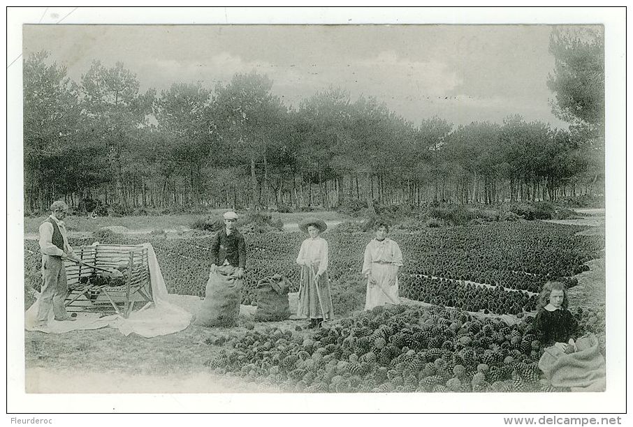 33 - T50422CPA - MONTALIVET LES BAINS - VENDAYS - Sans Lieu Ni Légende - Recolte Graine Pignes - Parfait état - GIRONDE - Otros & Sin Clasificación