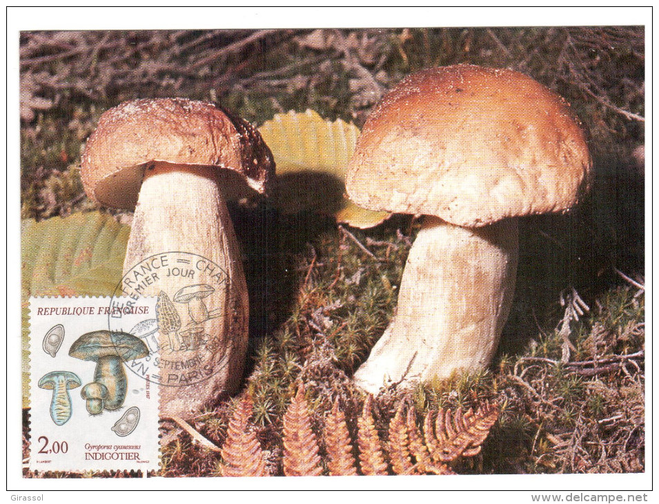 CPSM CHAMPIGNON GYROPORUS CYANESCENS INDIGOTIER  PHOTO  1 ER JOUR MAXIMUM TIMBRE 1987 FRANCE - Funghi