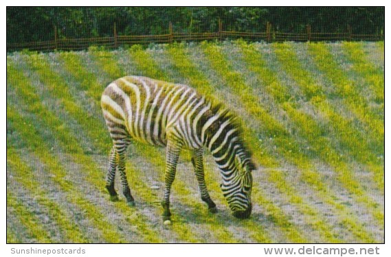 Canada Zebra At Alberta Game Farm Edmonton Alberta - Edmonton