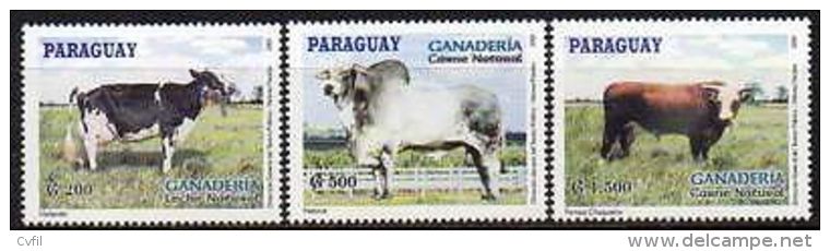 PARAGUAY 2001. Faune Domestique. Elevage Bovin (3) - Cows