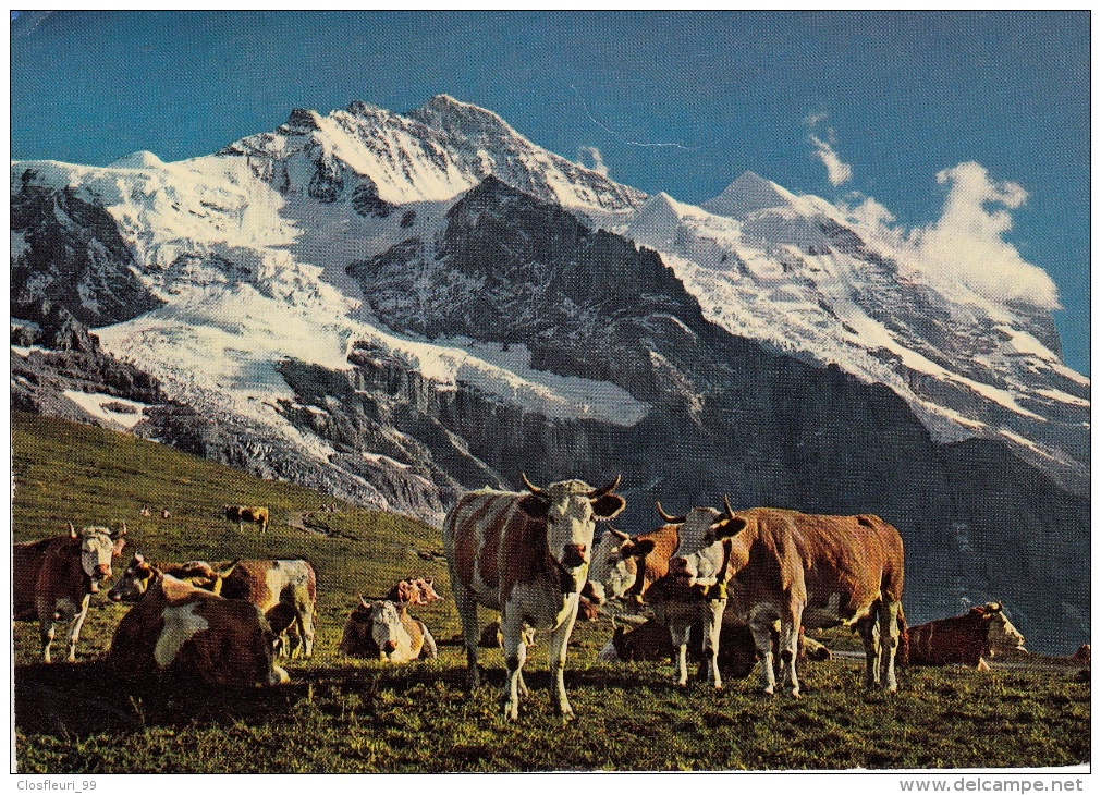 2 Cards / Breeding In The Swiss Alps At 2000 Meters - Sublime Mountains / Wengen 1952 - Elevage