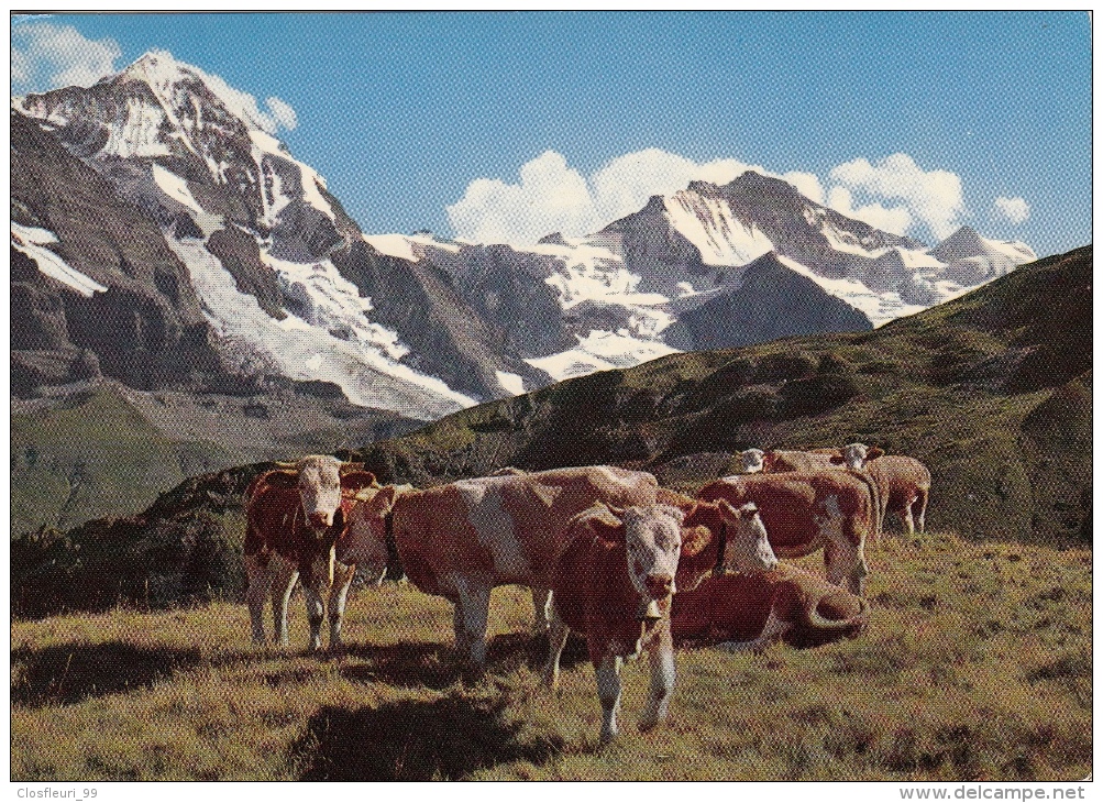 2 Cards / Breeding In The Swiss Alps At 2000 Meters - Sublime Mountains / Wengen 1952 - Elevage