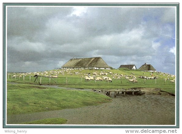 Halligen - Hallig Hamburg - Hamburger Hallig - Halligen