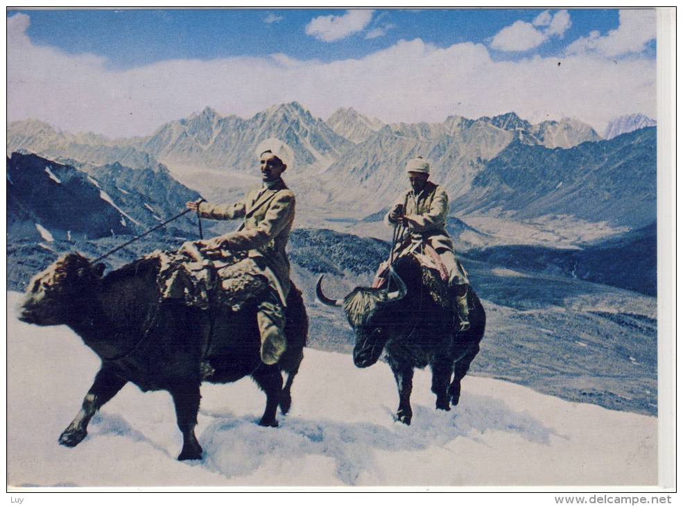 AFGHANISTAN - Yaks In Pamir - Afghanistan
