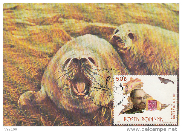 ANTARCTIC WILDLIFE, PENGUIN, SEAL, CM, MAXICARD, CARTES MAXIMUM, 1990, ROMANIA - Antarctische Fauna