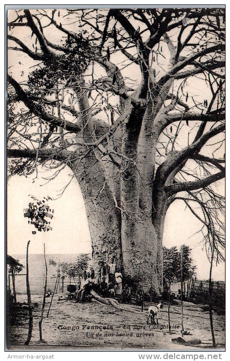 CONGO - La Flore Congolaise - Un Bel Arbre - Sonstige & Ohne Zuordnung