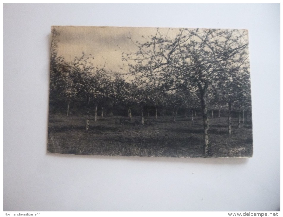 Pommiers En Fleurs Normandie Pittoresque - Arbres