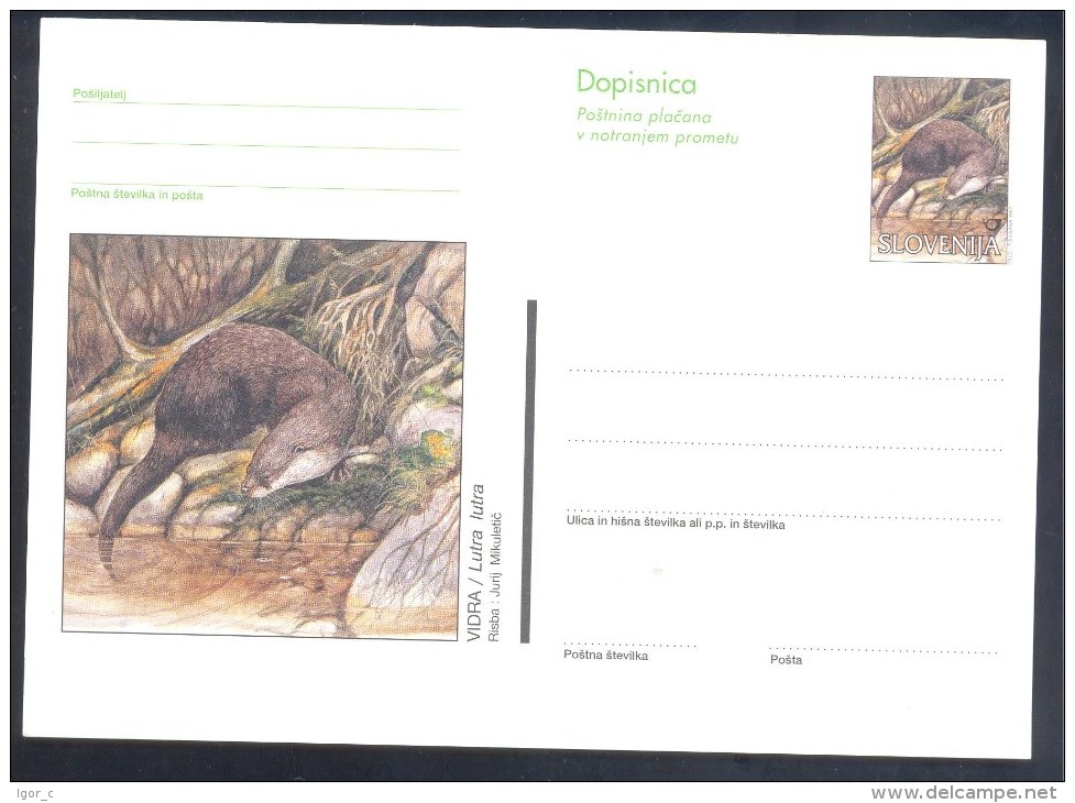 Slovenia Slowenien Slovenie Postal Stationery Card 1995: Fauna Animals; European Otter, Fischotter; Loutre (Lutra Lutra) - Rongeurs