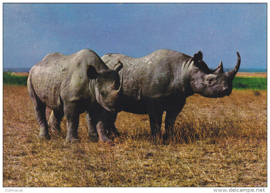 Rhino Rhinoceros Postcard East Africa Kenya 1978 - Rhinocéros