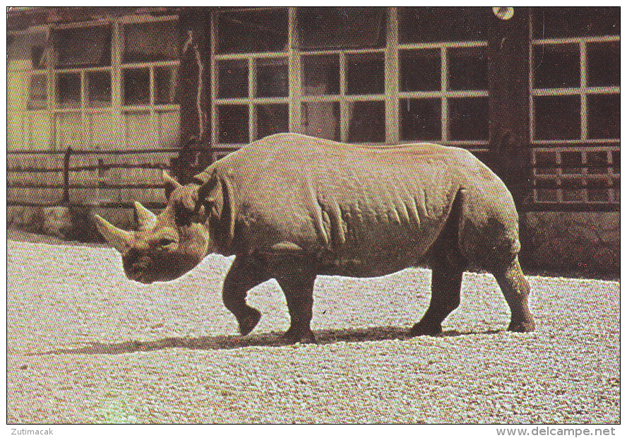 Rhino Rhinoceros Postcard Diceros Bicornis Zagreb Croatia Zoo - Rhinoceros