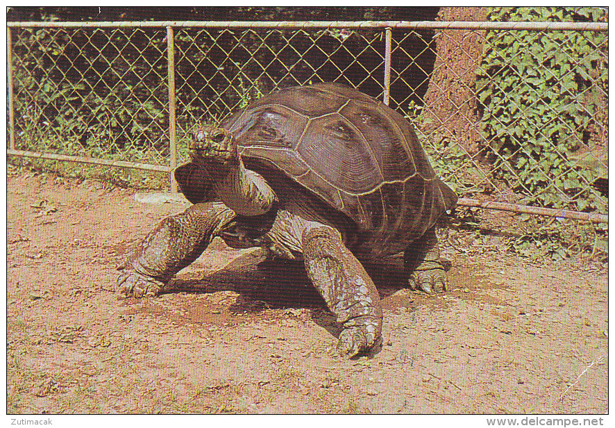 Tortue Turtle Testudo Gigantea - Zagreb Croatia Zoo - Tortugas