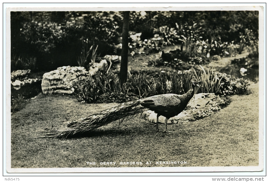 LONDON : KENSINGTON - THE DERRY GARDENS (PEACOCK) - Uccelli