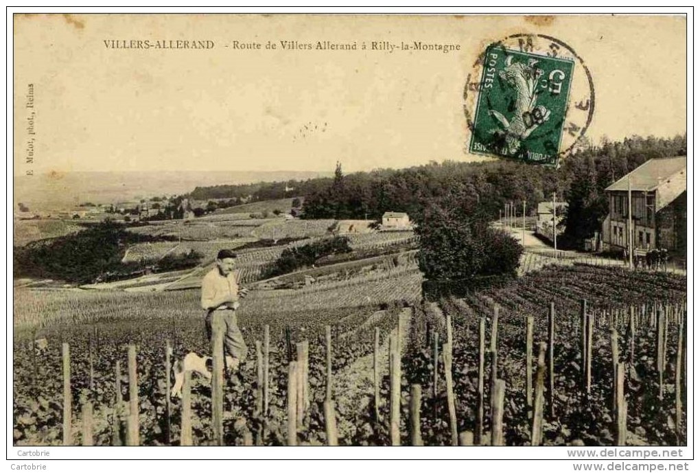 51 Villers-Allerand .Route De....à Rilly -la-Montagne.(Vignes Vin De Champagne). - Sonstige & Ohne Zuordnung